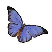 Body Mind Spirit Fest logo