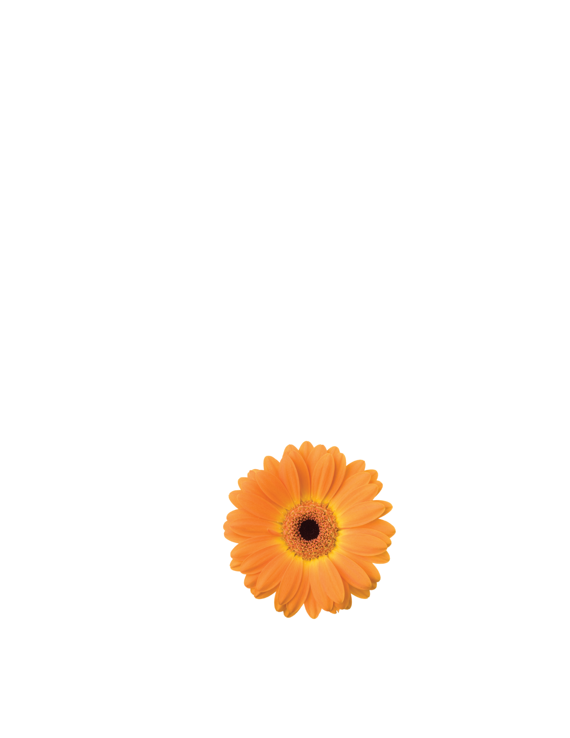 Waikato Home & Garden Show logo